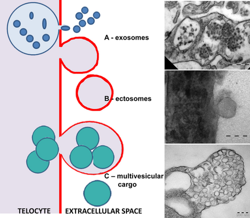 Details are in the caption following the image