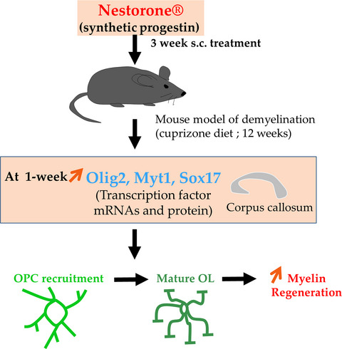 Nestorone®, a 19nor-progesterone derivative boosts remyelination in an animal model of demyelination