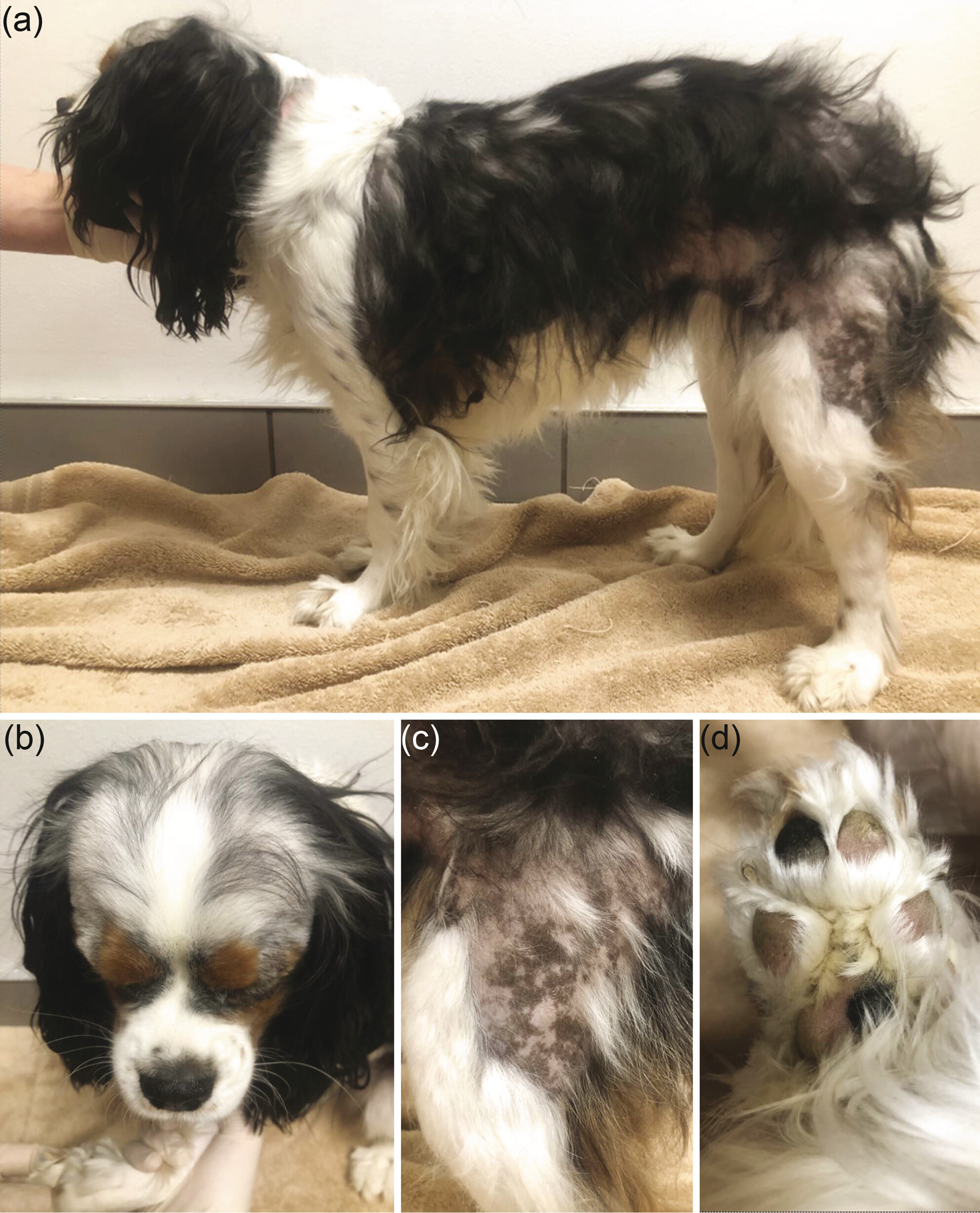 Uveodermatological syndrome associated with alopecia areata in a one-year-old female spayed Cavalier King Charles Spaniel dog