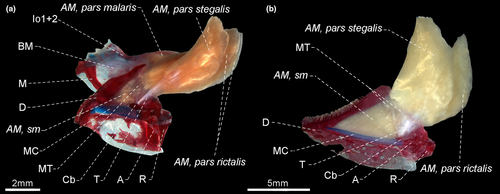 Details are in the caption following the image Details are in the caption following the image