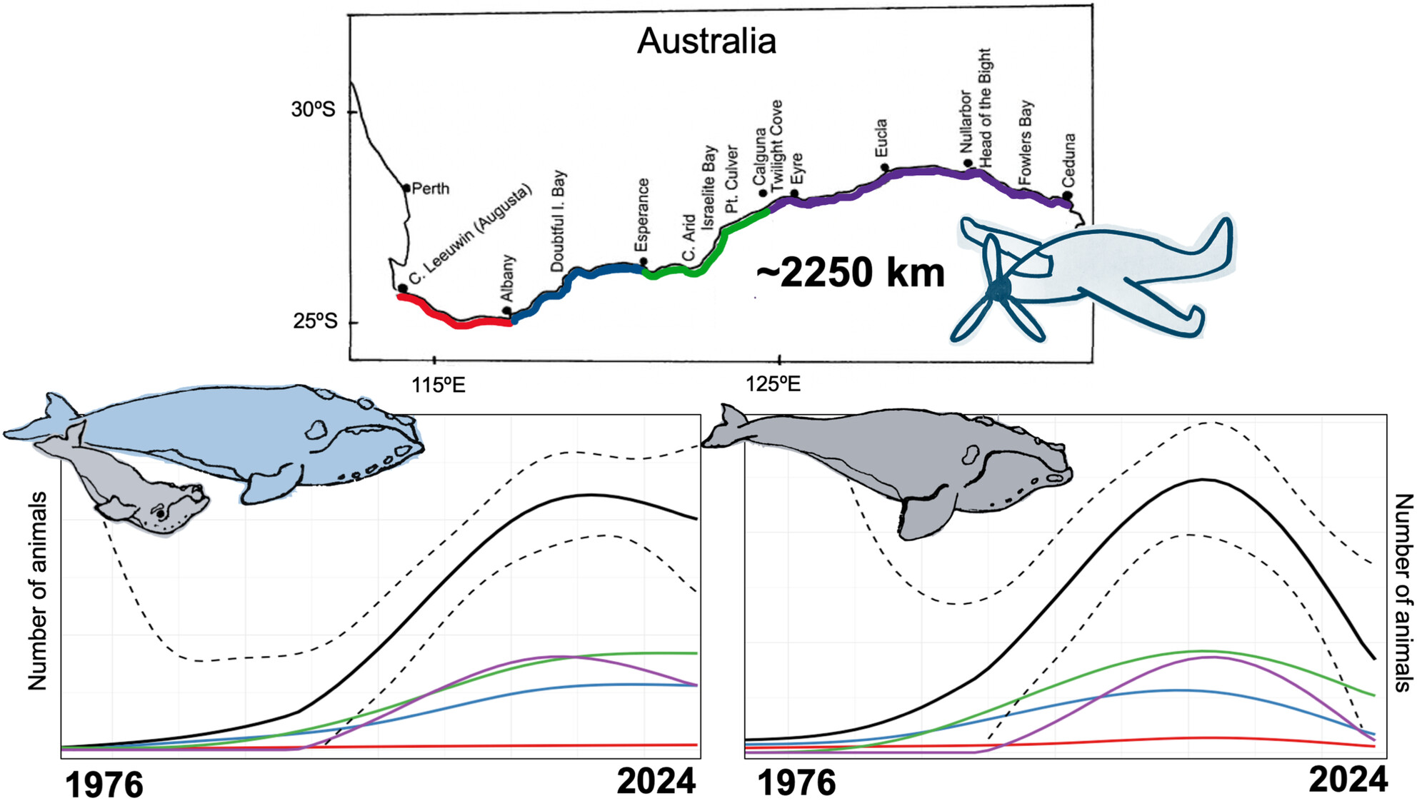 The End of an Era? Trends in Abundance and Reproduction of Australian Southern Right Whales (Eubalaena australis) Suggest Failure to Re-Establish Pre-Whaling Population Size
