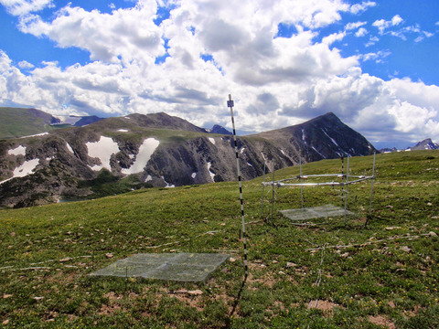 Warming and provenance limit tree recruitment across and beyond the elevation range of subalpine forest