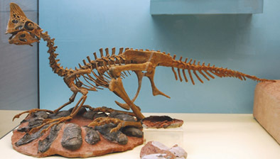 Was uns Isotopenklumpen in fossilen Eierschalen über die Körpertemperatur von Dinosauriern verraten