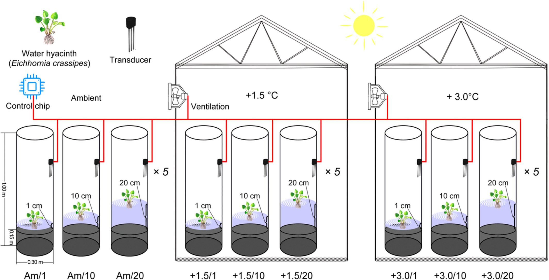 Functional traits underlying performance variations in the overwintering of the cosmopolitan invasive plant water hyacinth (Eichhornia crassipes) under climate warming and water drawdown