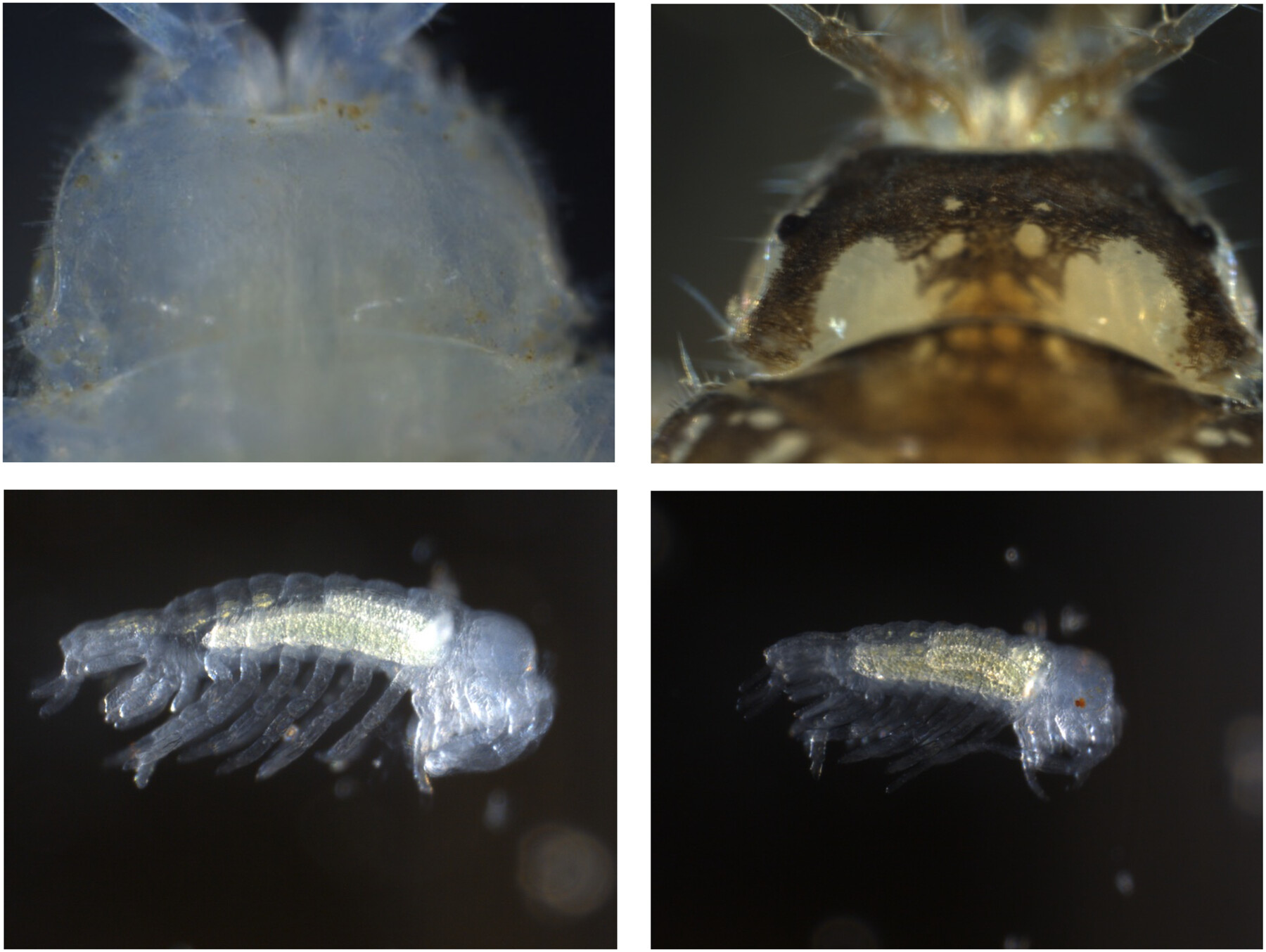 Comparative Embryology and Transcriptomics of Asellus infernus, an Isopod Crustacean From Sulfidic Groundwater