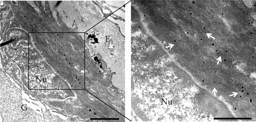 Details are in the caption following the image