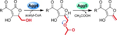 Unusual Acetylation–Elimination in the Formation of Tetronate Antibiotics