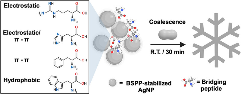 Mechanism of hierarchical plasmonic biomaterials engineered through peptide-directed self-assembly Issue 2, 2025