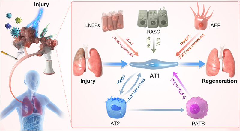 Lung regeneration: diverse cell types and the therapeutic potential