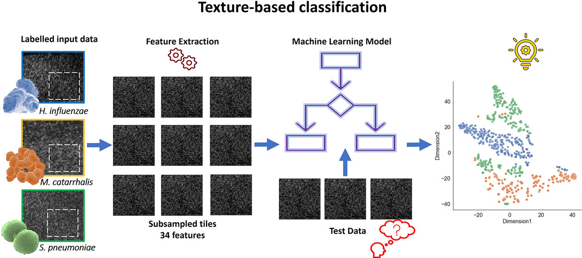 Texture-based speciation of otitis media-related bacterial biofilms from optical coherence tomography images using supervised classification