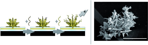 Direct Genetic Analysis of Ten Cancer Cells: Tuning Sensor Structure and Molecular Probe Design for Efficient mRNA Capture