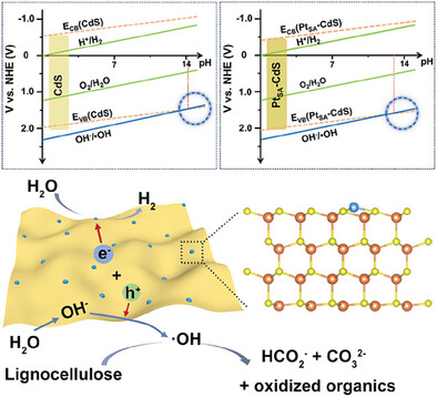Band Structure Tuning via Pt Single Atom Induced Rapid Hydroxyl Radical Generation toward Efficient Photocatalytic Reforming of Lignocellulose into H2