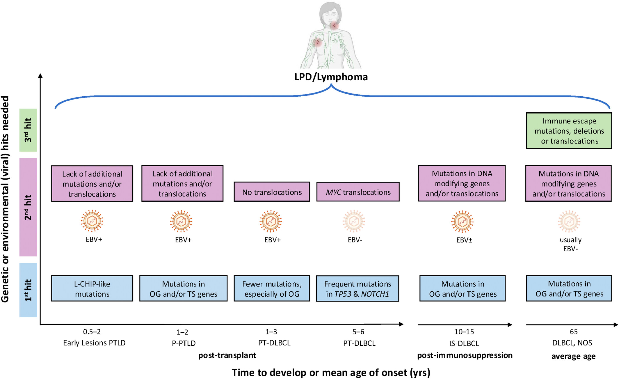Distinct subtypes of post-transplant lymphoproliferative disorders: CHIP-like mutations in early lesions and substantial mutational differences between EBV-positive and EBV-negative diffuse large B-cell lymphomas