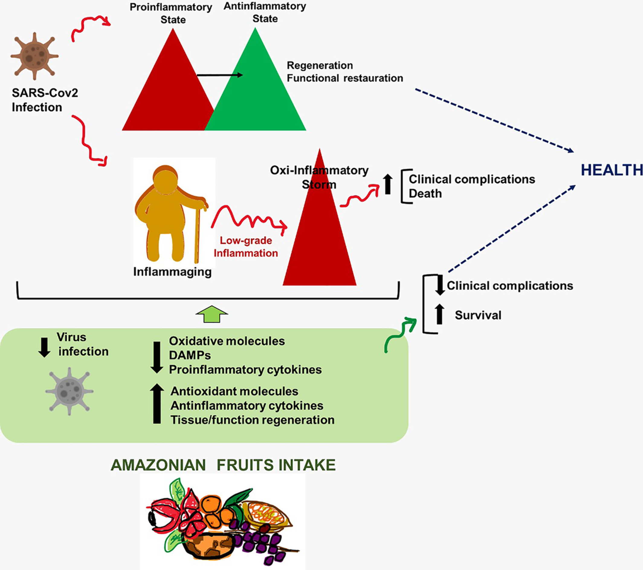 Amazonian fruits with potential effects on COVID-19 by inflammaging modulation: A narrative review