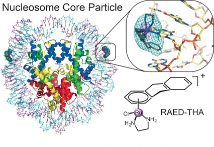 An Organometallic Compound which Exhibits a DNA Topology-Dependent One-Stranded Intercalation Mode