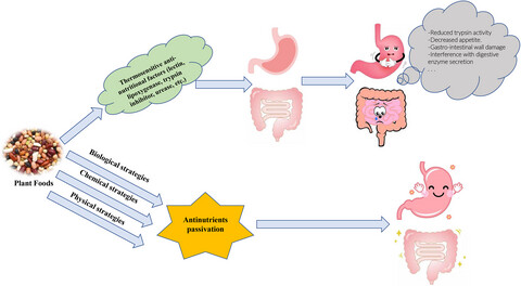 A review of thermosensitive antinutritional factors in plant-based foods