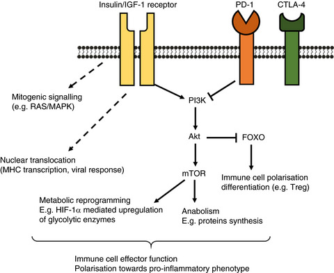 Diabetes and susceptibility to infections: Implication for COVID-19