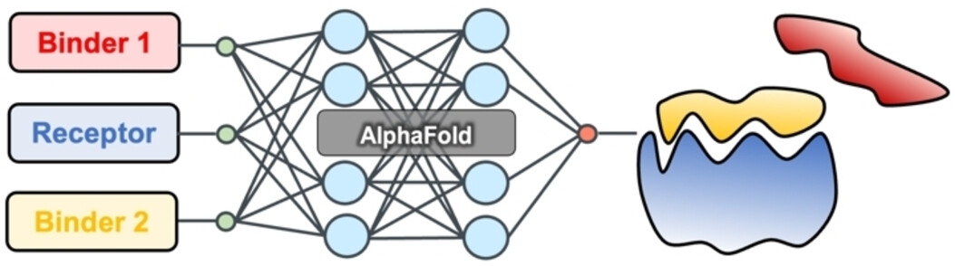 Ranking Peptide Binders by Affinity with AlphaFold**