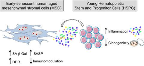 An early-senescence state in aged mesenchymal stromal cells contributes to hematopoietic stem and progenitor cell clonogenic impairment through the activation of a pro-inflammatory program
