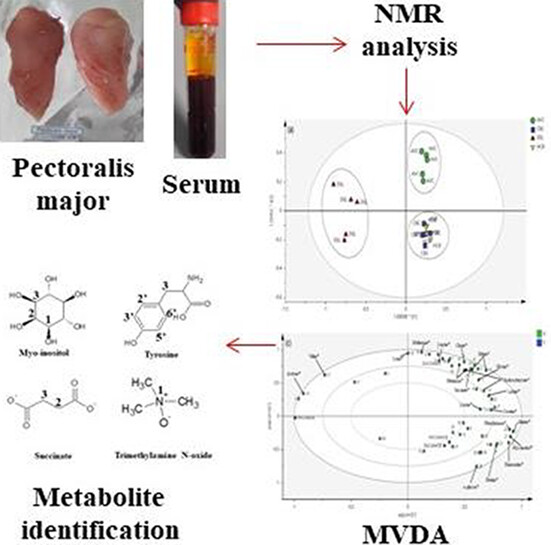 1H nuclear magnetic resonance-based metabolomics study of serum and pectoralis major for different commercial chicken breeds