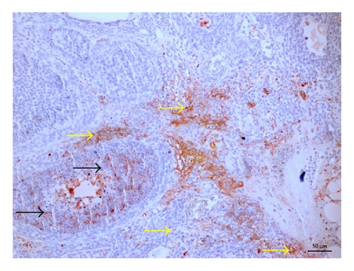 Details are in the caption following the image Details are in the caption following the image