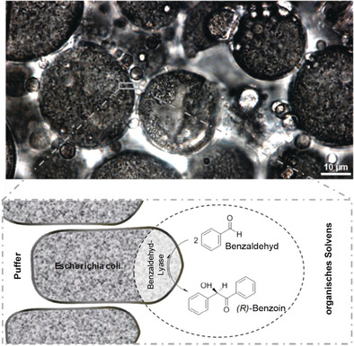 Efficient and Selective Carboligation with Whole-Cell Biocatalysts in Pickering Emulsion