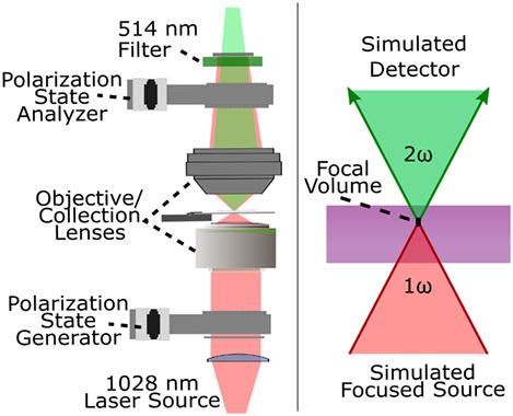 Monte Carlo simulation of polarization-sensitive second-harmonic generation and propagation in biological tissue