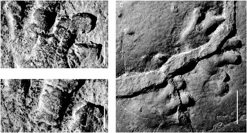 Details are in the caption following the image Details are in the caption following the image