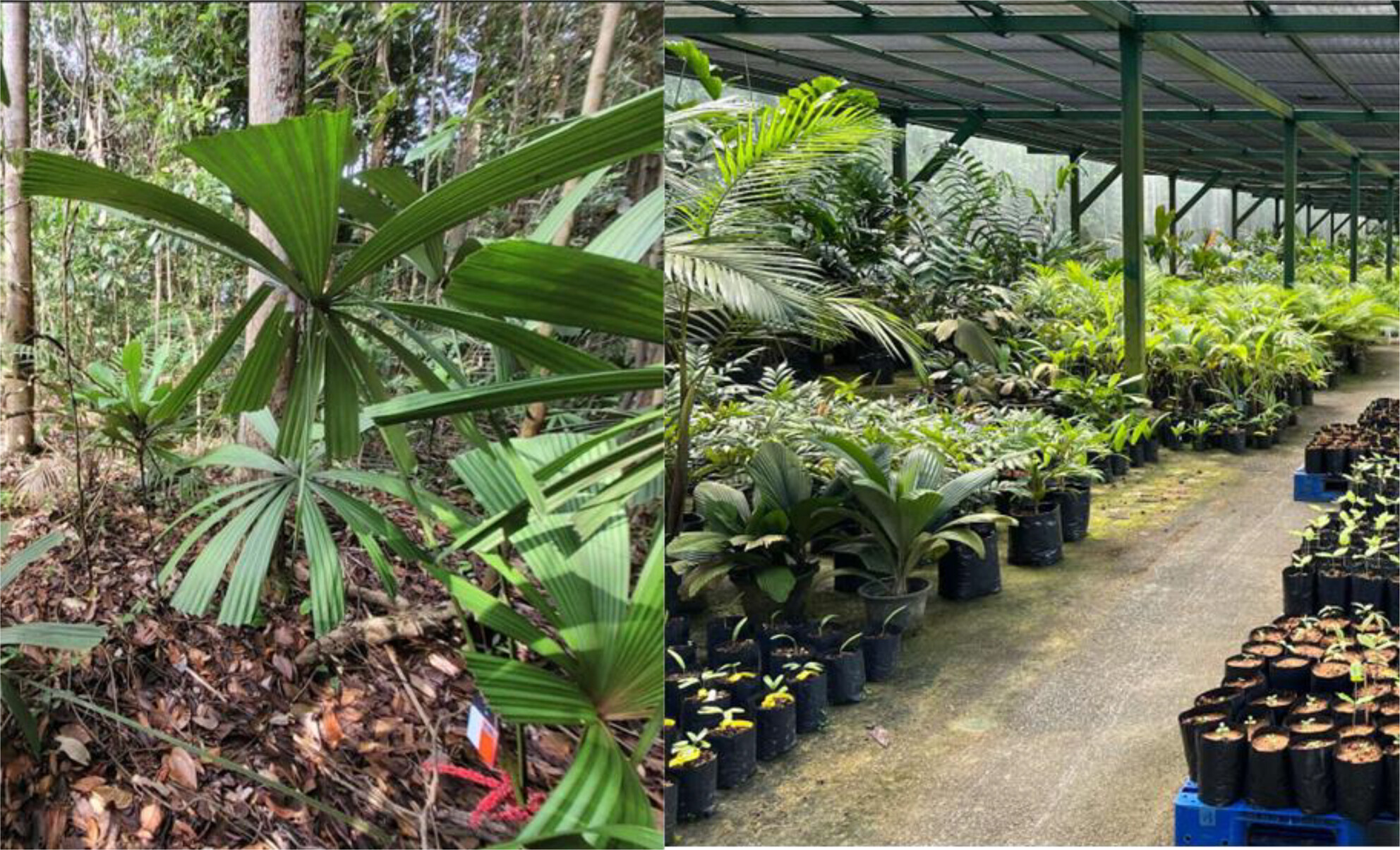 Why do understorey Licuala palm fruits turn from red to white and then black when ripe?