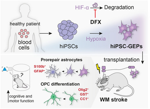 Astrocytes for brain repair: More than just a neuron’s sidekick