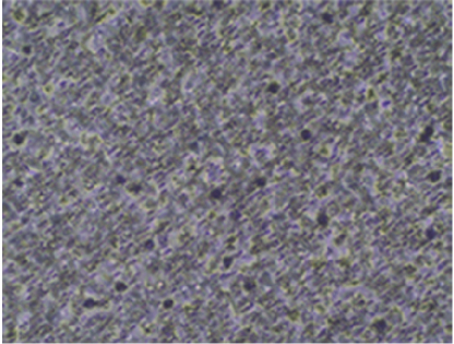 Details are in the caption following the image