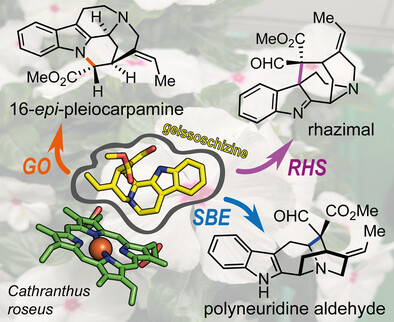 Oxidative Rearrangements of the Alkaloid Intermediate Geissoschizine