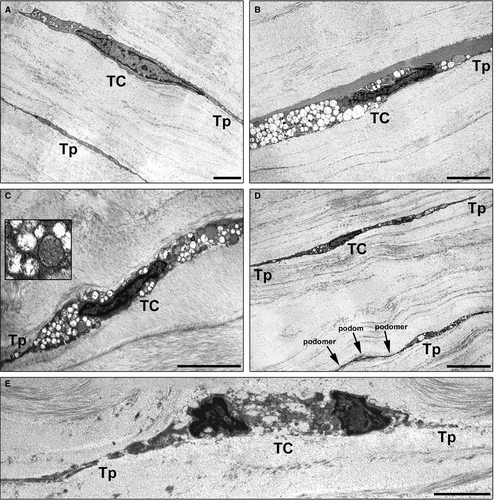 Details are in the caption following the image Details are in the caption following the image