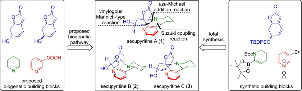 Secupyritines A-C, Three Natural Propellane Securinega Alkaloids: Structure Elucidation and Total Synthesis Based on Biogenetic Building Blocks