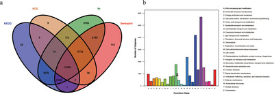Comparative transcriptomic analysis of ovaries from high and low egg-laying Lingyun black-bone chickens