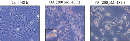 Details are in the caption following the image