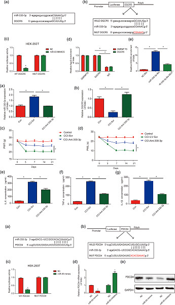 DGCR5 attenuates neuropathic pain through sponging miR-330-3p and regulating PDCD4 in CCI rat models