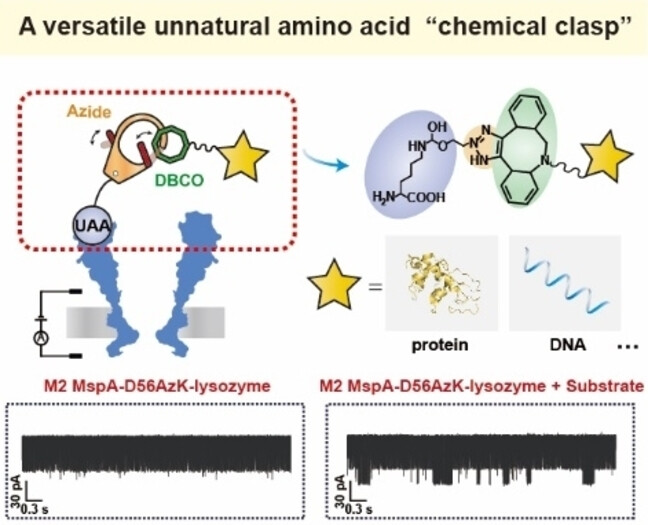 Site-Specific Introduction of Bioorthogonal Handles to Nanopores by Genetic Code Expansion