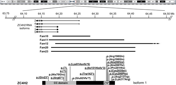 Deleterious de novo variants of X-linked ZC4H2 in females cause a variable phenotype with neurogenic arthrogryposis multiplex congenita