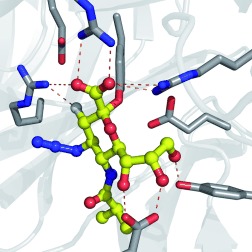 The Catalytic Mechanism of Human Parainfluenza Virus Type 3 Haemagglutinin-Neuraminidase Revealed