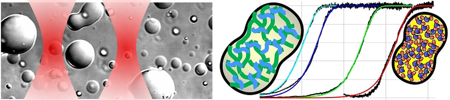 Determinants for Fusion Speed of Biomolecular Droplets