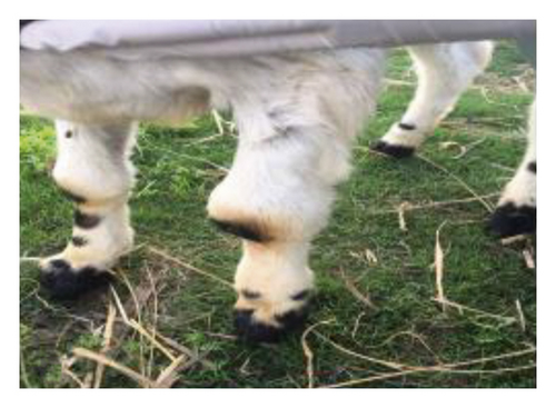 Details are in the caption following the image