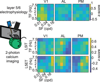 Diversity in spatial frequency, temporal frequency, and speed tuning across mouse visual cortical areas and layers