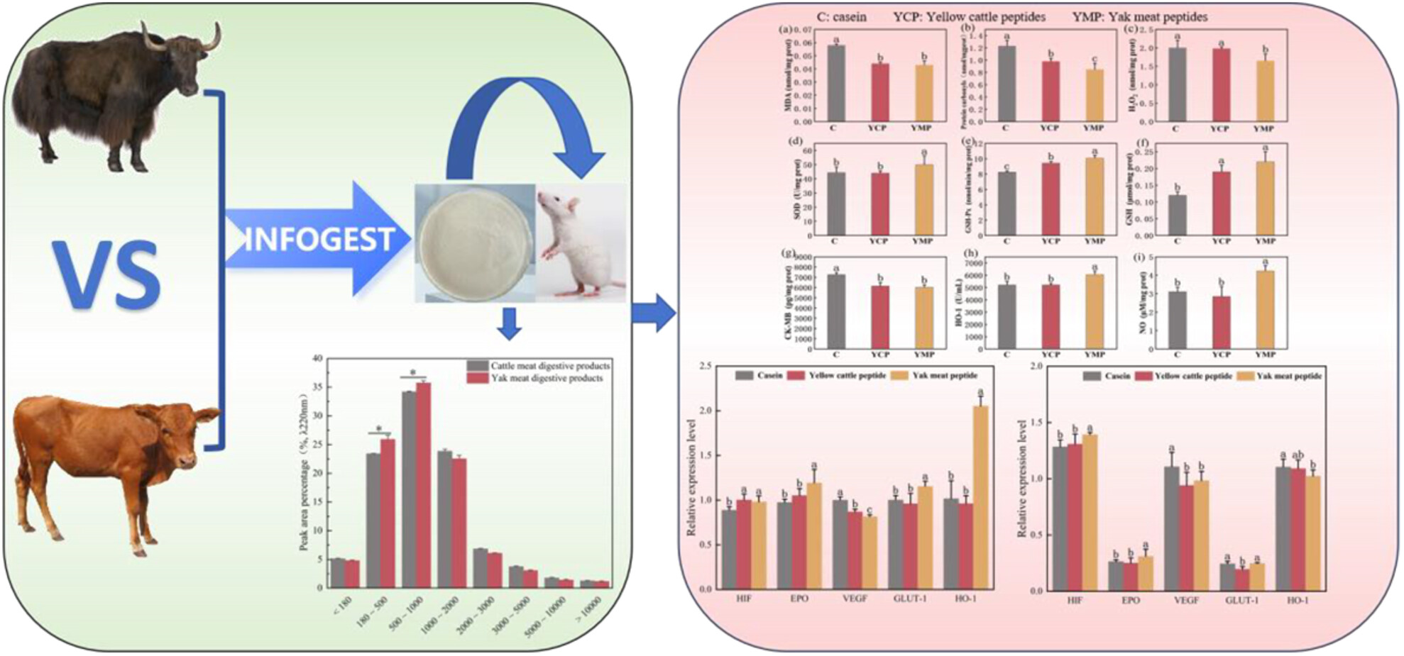 Yak (Bos grunniens) Meat Peptides: Effects on Immunity, Hypoxia Tolerance, and Antioxidant Capacity in Hypotonic Hypoxia Mice