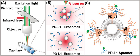 Homogeneous, Low-volume, Efficient, and Sensitive Quantitation of Circulating Exosomal PD-L1 for Cancer Diagnosis and Immunotherapy Response Prediction