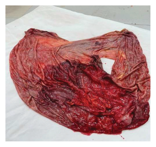 Details are in the caption following the image Details are in the caption following the image