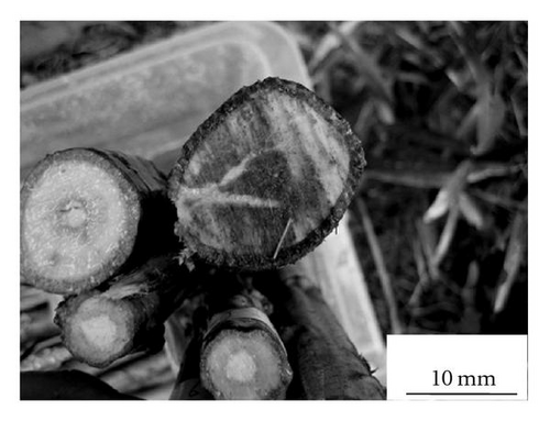 Details are in the caption following the image