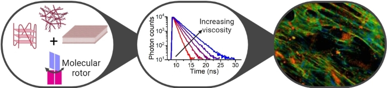 Molecular Rotors: Fluorescent Sensors for Microviscosity and Conformation of Biomolecules