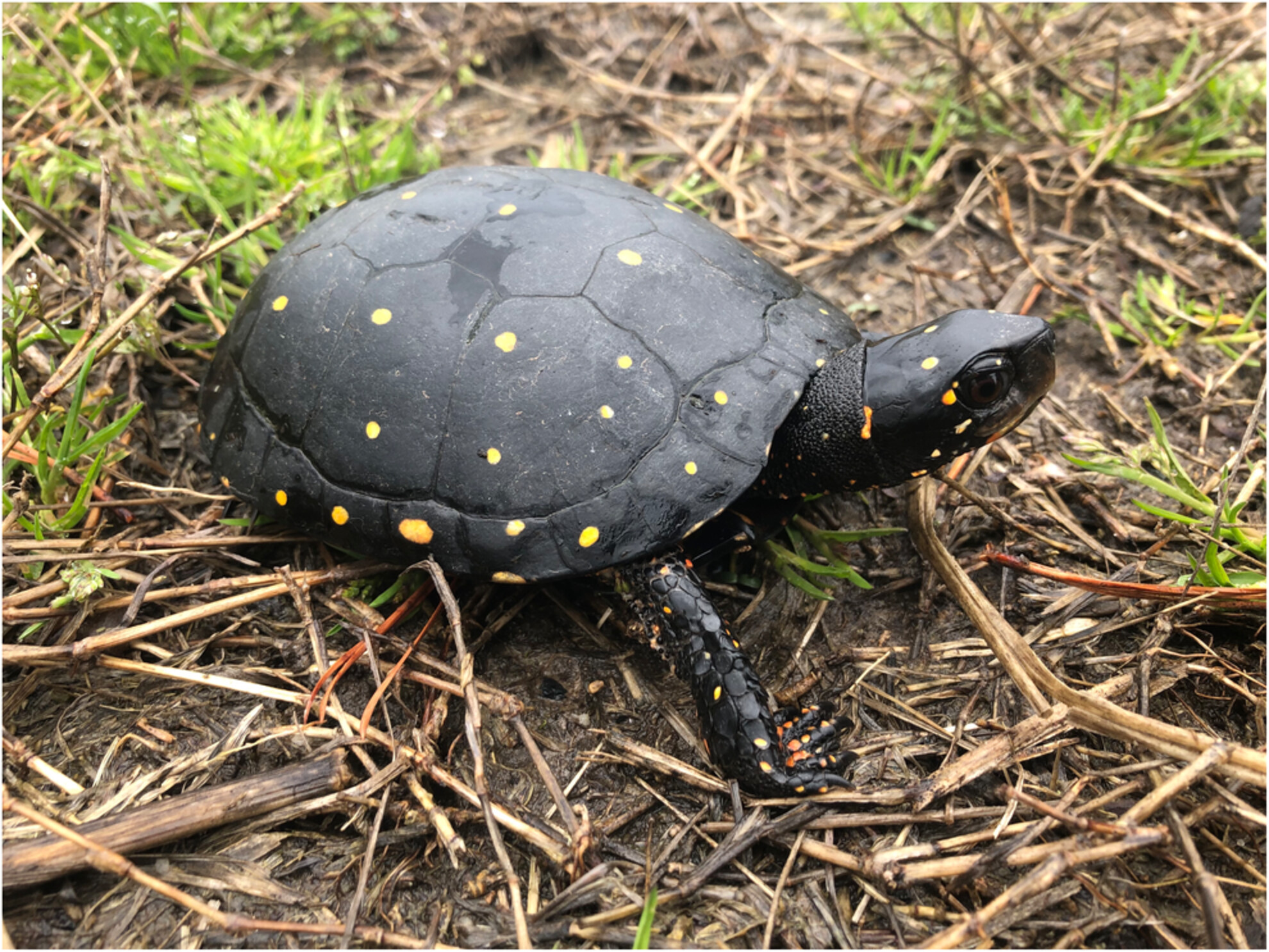 (Not) far from home: No sex bias in dispersal, but limited genetic patch size, in an endangered species, the Spotted Turtle (Clemmys guttata)