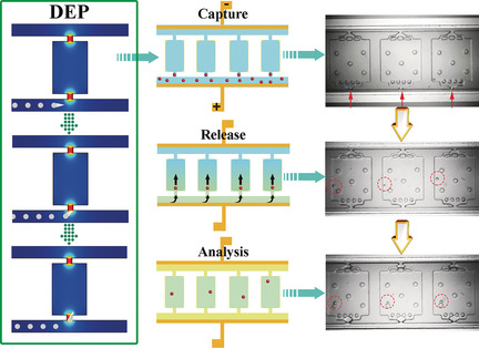 A Self-Digitization Dielectrophoretic (SD-DEP) Chip for High-Efficiency Single-Cell Capture, On-Demand Compartmentalization, and Downstream Nucleic Acid Analysis
